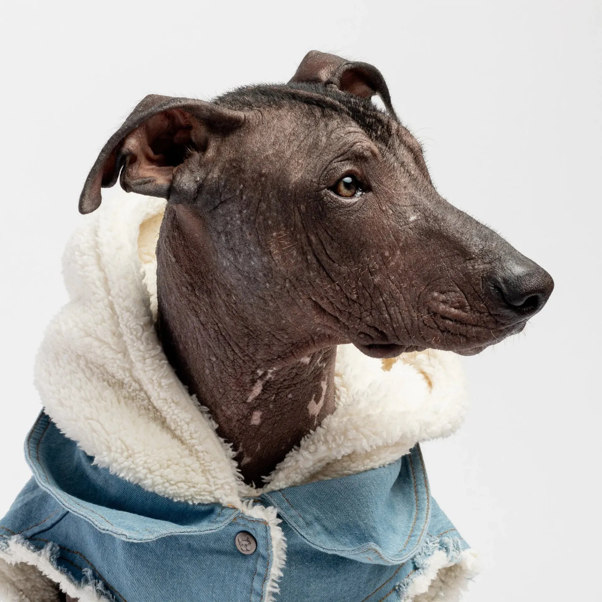 Denim Dog Jacket